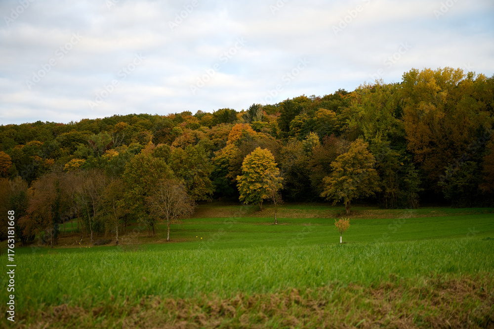 Fototapeta premium autumn in alsace