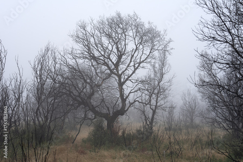 Wallpaper Mural Mysterious Foggy Landscape with Burned Trees and Dry Grass in winter. Torontodigital.ca