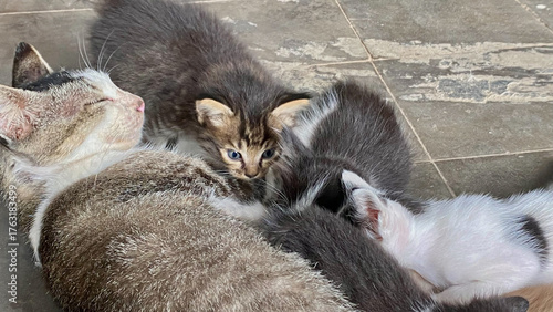 Newborn Kittens Feeding While Mother Cat Rests Comfortably