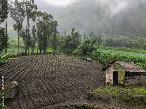 Foggy highland scenery of Bromo with vibrant green farmland in the afternoon. 