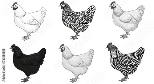 Six chicken isolated on white background, a drawing of poultry animals