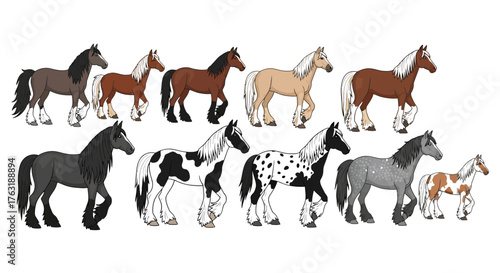 Collection of gypsy vanner horses isolated on white background in different colors