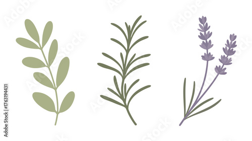 Delicate sprigs of herbs and lavender illustration
