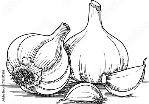 Garlic cloves drawing vector illustration culinary ingredient