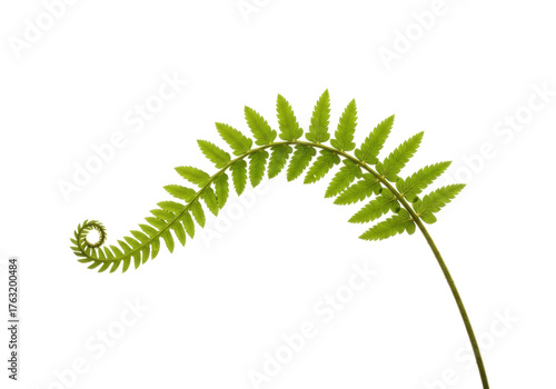 Isolated Fresh Fern Leaf Unfurling, Green Frond Sprouts, Botanical Beauty, Wild Plant, Natural