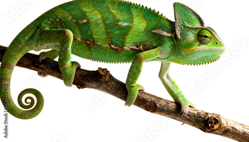 A vibrant green chameleon perched on a tree branch against a white background., transparent background png