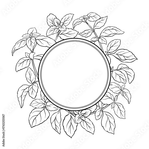 Basil Branch with Leaves Outline Round Frame. Organic natural nutritional healthy food ingredient, vegetarian diet product. Vector isolated for design or decoration.