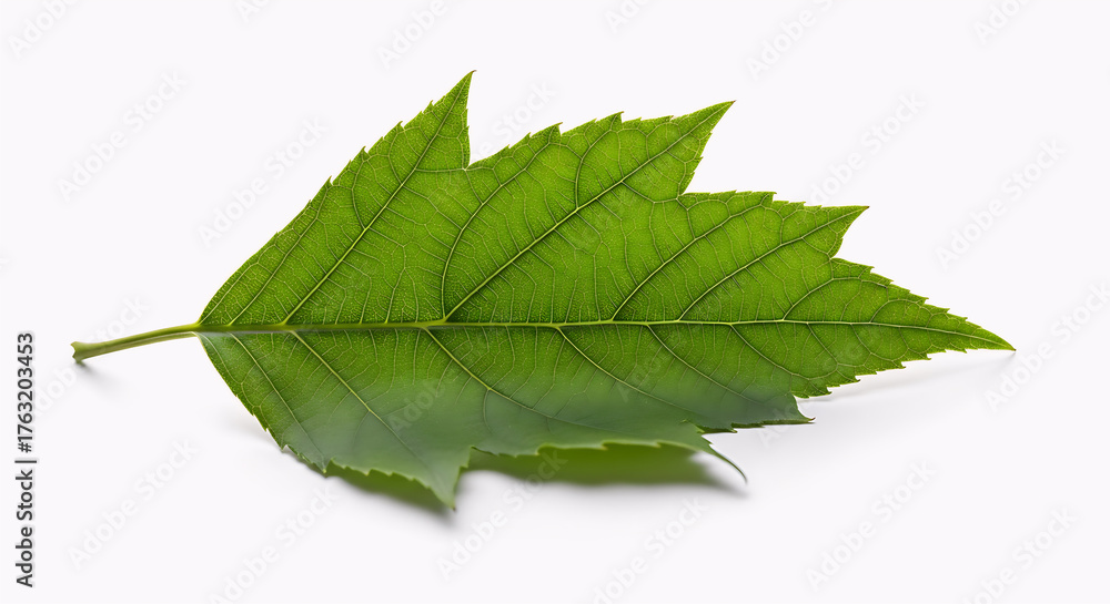 Fototapeta premium green leaf isolated on white, green leaf on white background, close up of fresh green leaf, single leaf macro detail, botanical nature leaf texture, maple leaf with white background