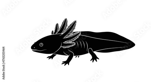 Majestic black axolotl amphibian exotic pet creature aquatic animal silhouette isolated on white studio portrait isolated on white background