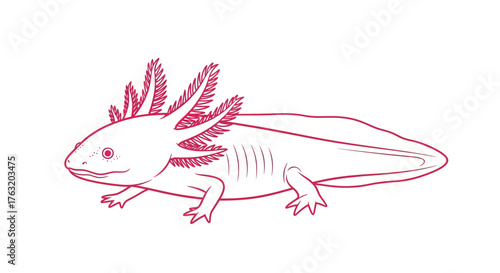 Adorable pink axolotl amphibian underwater creature detailed sketch animal cute aquatic pet wildlife drawing simple clean isolated on white background