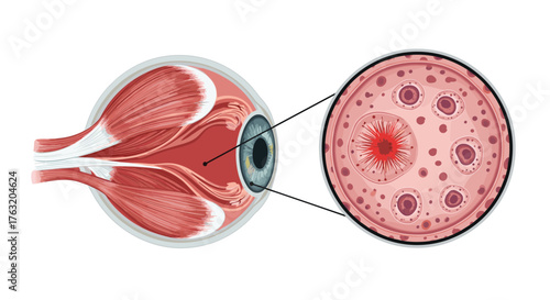 Detailed illustration of the human eye and its internal structures for medical study.