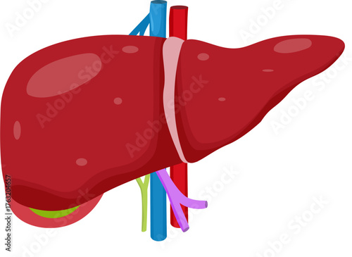 human liver anatomy