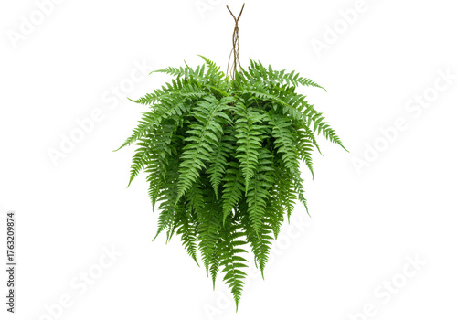 Obraz na plátně Isolated Hanging fern plant on display, green leafy foliage in abundance, decora
