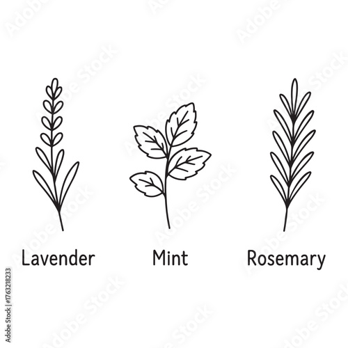 Minimalist Line Art of Aromatic Herbs Lavender Mint and Rosemary.