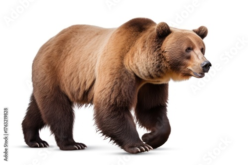 Wallpaper Mural A Bear bear wildlife mammal. Torontodigital.ca