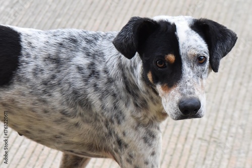 perro
