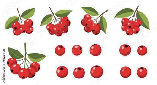 Vibrant Red Rowan Berries and Clusters with Green Leaves on White Background.