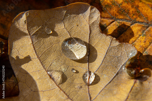 Close-up view of water droplets on a dried leaf resting on contrasting autumn foliage in sunlight showcasing nature's delicate details
