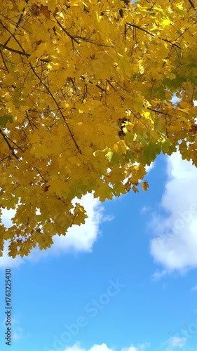 Yellow autumn tree and blue sky on background. Leaves fall down. Vertical slow motion footage.