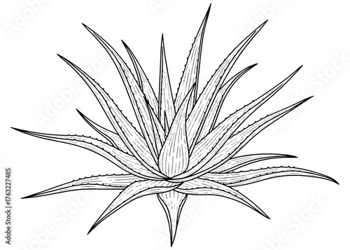Hand-drawn Aloe Vera plant in a vintage botanical style. Black and white vector sketch illustration, isolated for wellness, beauty, and medicinal designs.
