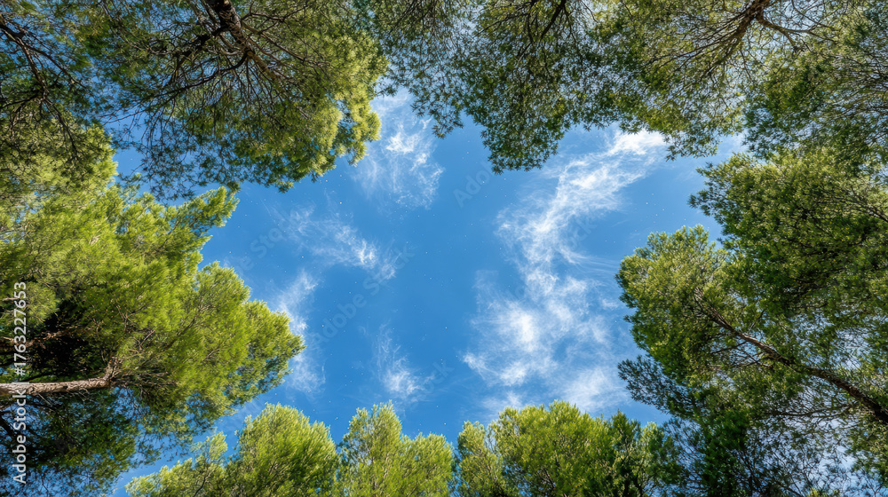Obraz premium Lush green trees frame bright blue sky with wispy clouds, creating serene and peaceful