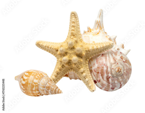 A starfish and several seashells rest against a stark, black background