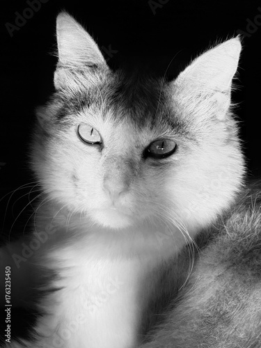black and white cat