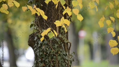 Wallpaper Mural Blätter an der Straße im Wind Torontodigital.ca
