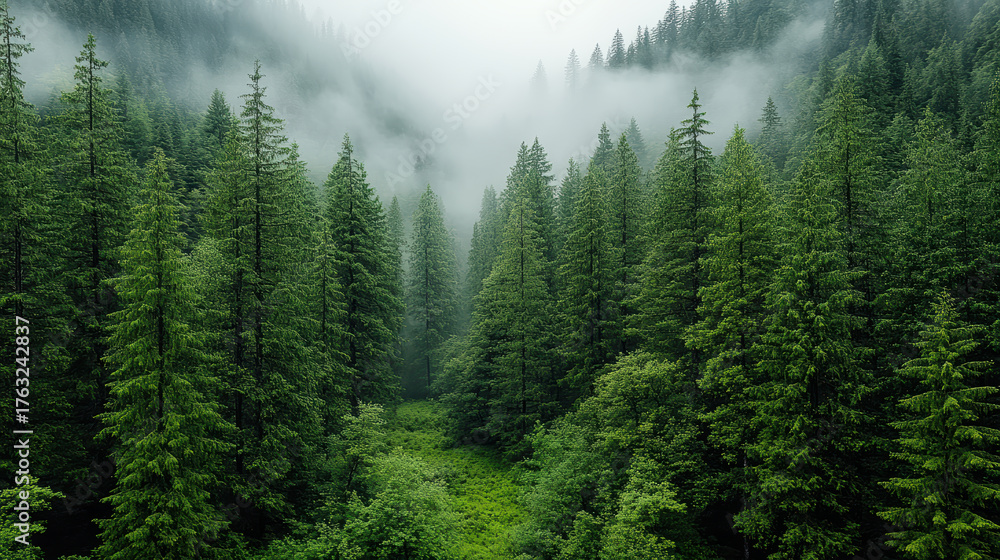 Obraz premium Lush green forest enveloped in soft mist, creating serene and poetic atmosphere
