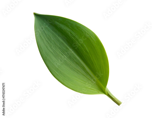Isolated, glossy, green leaf with defined veins, set against a stark black backdrop