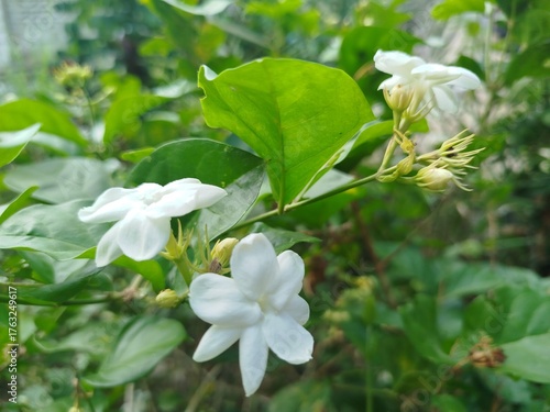 white flowers in the garden