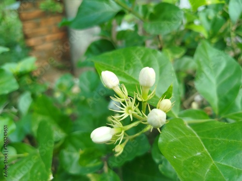 white flowers in the garden