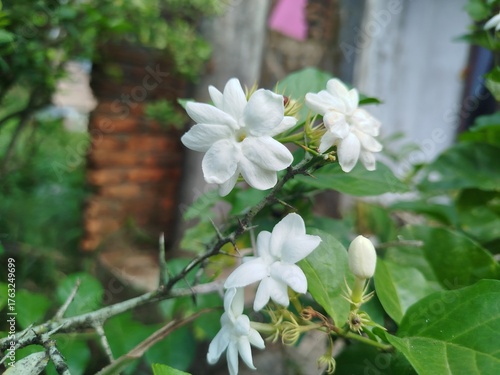 white flowers in the garden