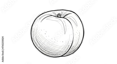 Artistic monochrome peach illustration with delicate line work