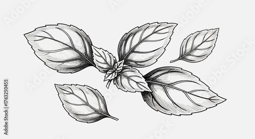 Detailed Hand-Drawn Basil Leaf Arrangement on a Plain Background