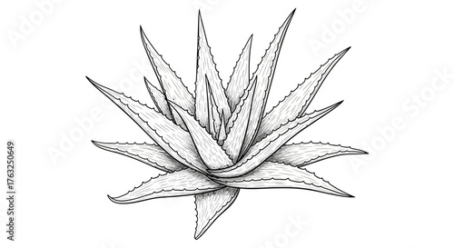 Detailed Monochrome Aloe Vera Plant Illustration with Sharp Leaf Edges