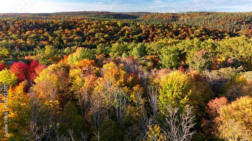 Aerial drone footage of ascent over beautiful colorful autumnal forest in the late afternoon