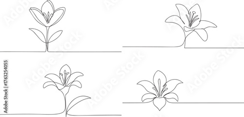 Lily flower one continuous line art, Vector illustration, One line art, Line art graphic style