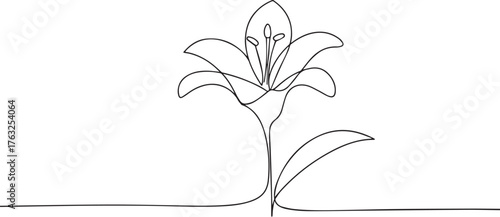 Lily flower one continuous line art, Vector illustration, One line art, Line art graphic style