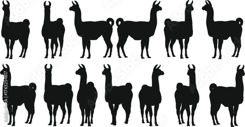 Llama silhouette set, black vector icons, standing animal poses, isolated clipart for nature, wildlife, South American design, farming, education, branding