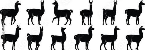 Llama silhouette set, black vector icons, standing animal poses, posture and anatomy variations, isolated clipart for wildlife, nature, farming, South American design