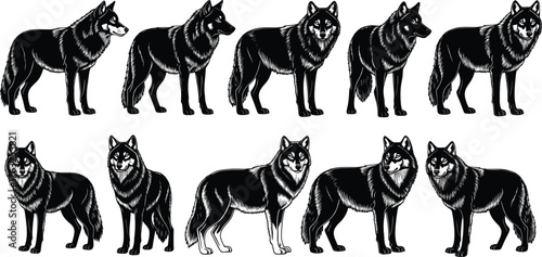Wolf silhouette vector illustration, black and white wildlife clipart, realistic fur texture, animal anatomy design, bold, outlined, natural, graphic, educational
