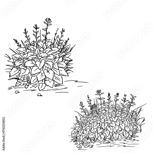 Lush bush with foliage, sketch. Vector illustration. Thickets of grass and wildflowers, a set isolated on a white background. For postcards, invitations, for printing on packaging and textiles