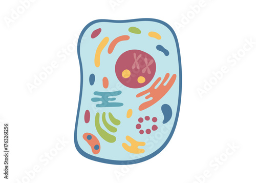 Animal cell structure. Vector flat clipart isolated on white background.	