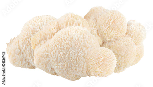 unique lion's mane mushroom offers a distinctive texture and visual appeal, ideal for natural health product promotions and cutting edge gastronomy concepts