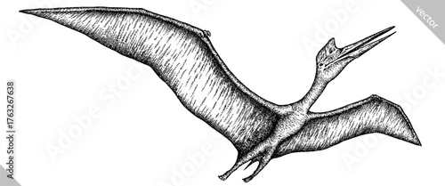 Vintage engraving isolated pterosaur set illustration pterodactylus ink sketch. Flying dinosaur background silhouette Jurassic art. Black and white hand drawn vector image