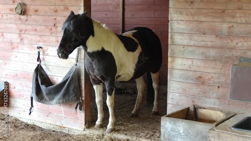 Young horse standing in wood hutch building. Portrait of agriculture animal