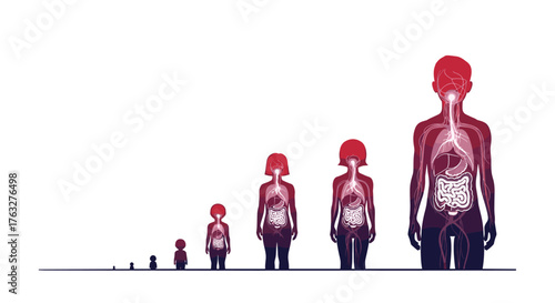 Human growth stages from infancy to adulthood, internal organs visible.