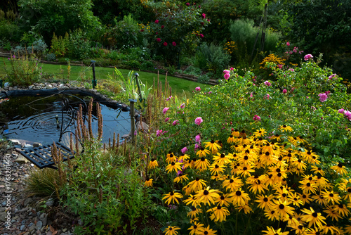 Gartenteich mit Rudbeckia Staude