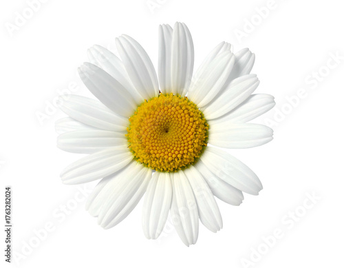 A vibrant, detailed image of a daisy flower with white petals and a yellow center